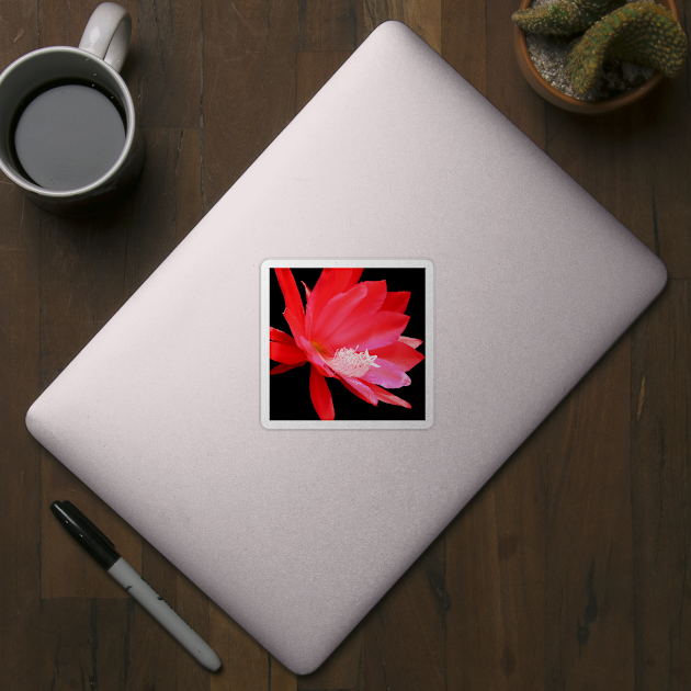 Red cactus flower isolated on black by brians101